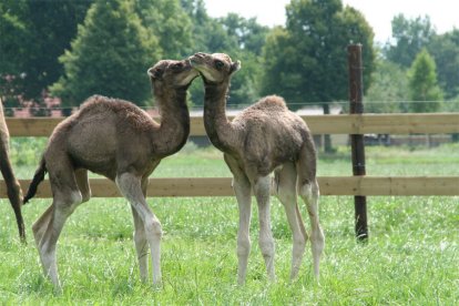 Breng een bezoek aan de enige kamelenmelkerij in Europa en leer er alles over kamelen. Je krijgt een rondleiding door de stallen en de kans om kamelen te verzorgen, kalfjes de fles te geven en op een kameel te zitten. Een verrassend leuke en leerzame dag op een unieke locatie!