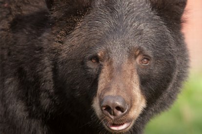 Achter de schermen in de dierentuin