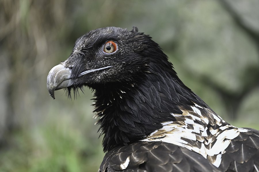 Ontdek de bijzondere dieren in de eerste zorgdierentuin van Nederland!
