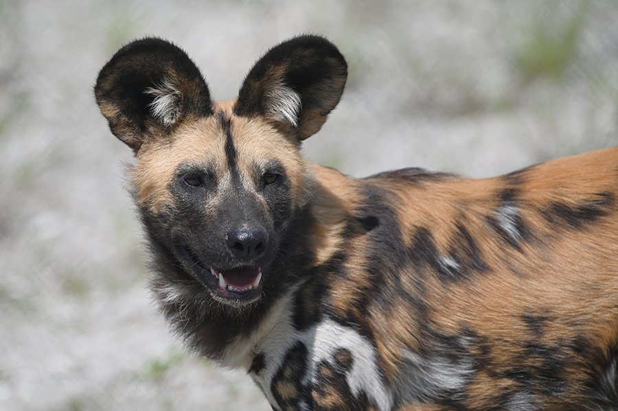 Ontdek de bijzondere dieren in de eerste zorgdierentuin van Nederland!