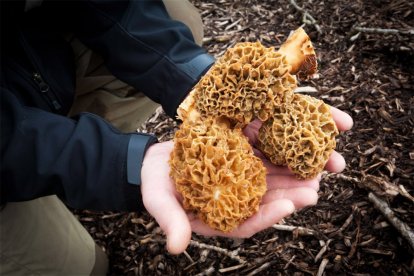 Workshop: Eetbare paddenstoelen zoeken