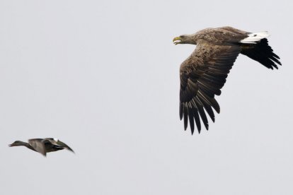 Vogelexcursie in De Biesbosch