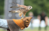 Dieren